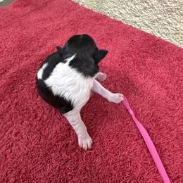 Angie - Parti female Miniature Schnauzer puppy in Comanche, Texas from Circle R Sidney