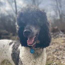 Aspen - Bernedoodle