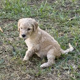 W25 Male Teal Collar - Red  male Goldendoodle puppy in Cape Coral, Florida from GoldenDoodles Cape Coral