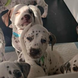 Boy 2 green - White and liver brown male Dalmatian puppy in Miami, Florida from Soflo Dalmatians