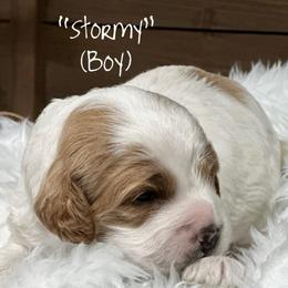 Stormy - Brown and white male Cockapoo puppy in Payson, Utah from Crandall’s Doodle Barn