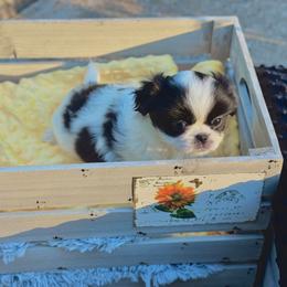 Moo Moo - Black and white male Japanese Chin puppy in Vernon, Connecticut from Chin Babies