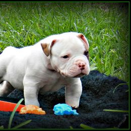 American Bulldog and French Bulldog Puppies from BackyardfinestBullys