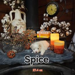 Spice - White and tan female Maltese puppy in Terrell, Texas from PBJ Farms