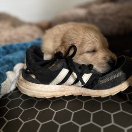 Goldendoodle Puppies from JEM’s doodles