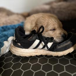 Goldendoodle Puppies from JEM’s doodles