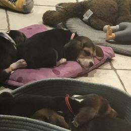 Beagle Puppies from Beech Grove Beagles