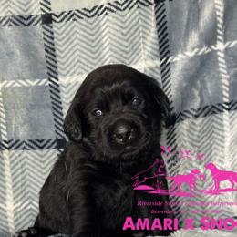 Pink - Black female Labrador Retriever puppy in Beaverdam, Virginia from Riverside Sunset Labrador Retrievers