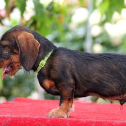Dachshunds from Leslie's Dachshunds