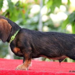 Dachshunds from Leslie's Dachshunds