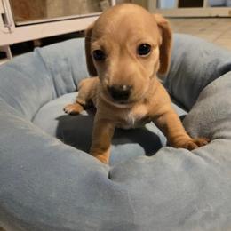 AKC Buckwheat - Red male Dachshund puppy in Onalaska, Texas from Weenies on the Lake