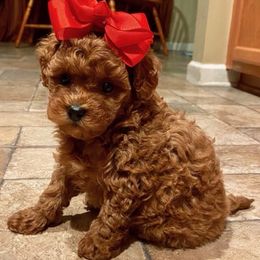 Cavapoos and Goldendoodles from My Toy Goldendoodles