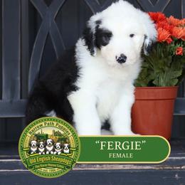 Fergie - Gray and white female Old English Sheepdog puppy in Cleveland, Tennessee from Narrow Path Old English & Sheepadoodles
