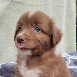 Australian Shepherd Puppies from Humboldt Aussies