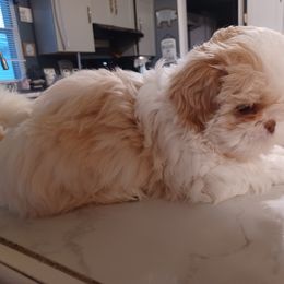 Girl 4 - Shih Tzu puppy in Cook County, Illinois from My Tzu Crew