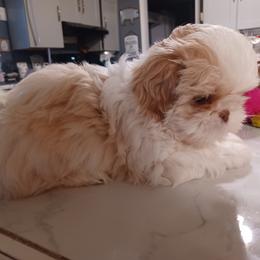 Girl 4 - Shih Tzu puppy in Cook County, Illinois from My Tzu Crew