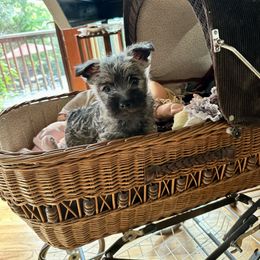 Curly - Wheaten male Cairn Terrier puppy in Hollywood, Maryland from Quiet Waters