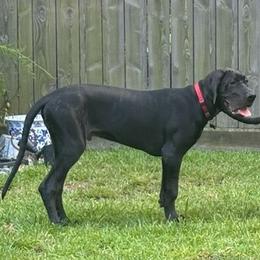 Great Dane Puppies from Lazy A Danes