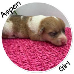 Aspen-Red Merle - Red merle and white female American Corgi puppy in Scottown, Ohio from Wyndy Ridge Corgis