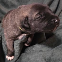Girl 1- Yellow - Fawn female Anatolian Shepherd Dog puppy in La Grange, Georgia from Florida Anatolian Shepherds