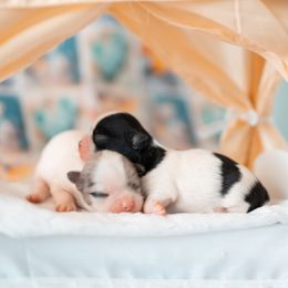 Chihuahua Puppies from Arizona Adventure Chihuahuas