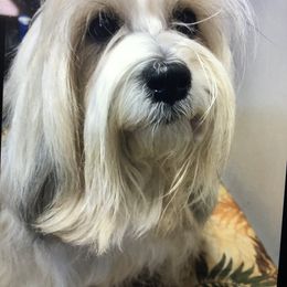 Tibetan Terrier Puppies from Rama Kha Tibetans