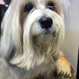 Tibetan Terrier Puppies from Rama Kha Tibetans
