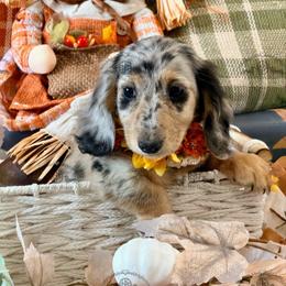 Miss. Dk. Pink-4800 - Dapple female Dachshund puppy in Sparr, Florida from From the Heart Doxies