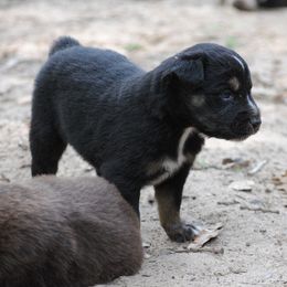 Australian Shepherd Puppies from Stephanie Young's Australian Shepherds