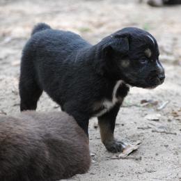 Australian Shepherd Puppies from Stephanie Young's Australian Shepherds