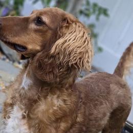Golden boy - Dachshund