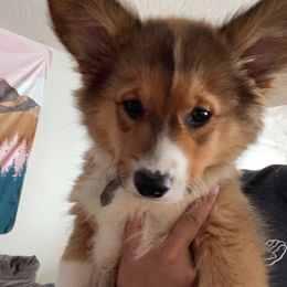 American Corgis and Pembroke Welsh Corgis from Corgi Craze Breeding & Therapeutic Services