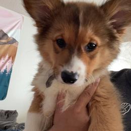American Corgis and Pembroke Welsh Corgis from Corgi Craze Breeding & Therapeutic Services