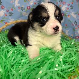 Nala - Black and tan female Pembroke Welsh Corgi puppy in Washington from KB Corgis