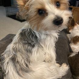 Daisy - Yorkshire Terrier