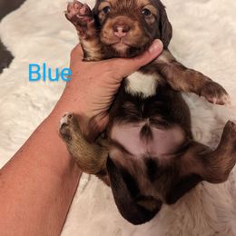 Boy 2 - Dachshund puppy in Homosassa, Florida from Foxies Doxies