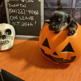 Boy 3 - Black and mahogany male Rottweiler puppy in Detroit, Michigan from Dark Storm Kennels