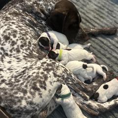 German Shorthaired Pointer puppies from Fireheart German Shorthaired Pointers