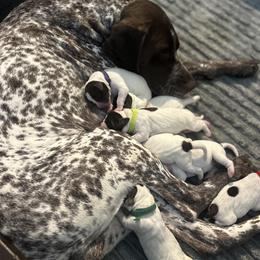 German Shorthaired Pointer puppies from Fireheart German Shorthaired Pointers