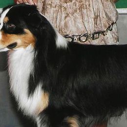 Sydney - Miniature American Shepherd