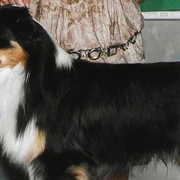 Sydney - Miniature American Shepherd