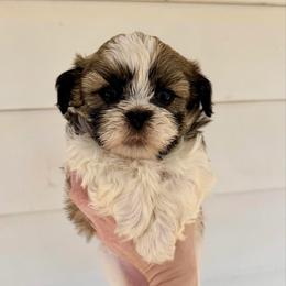 Dustin - Tricolor male Shih Tzu puppy in Stroud, Oklahoma from Laik’s Little Shihtz & Poms
