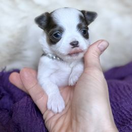 Chihuahua Puppies from Home of Tiny Chihuahuas
