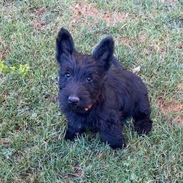 Scottish Terrier Puppies from azscotties