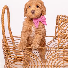 Australian Labradoodle Puppies from Sunny Day Doodles