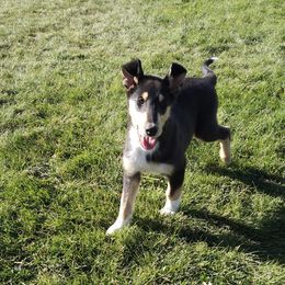 Boy 3 - Black white and tan Collie puppy in Downey, Idaho from Jessica Bischoff