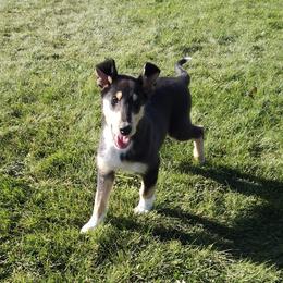Boy 3 - Black white and tan Collie puppy in Downey, Idaho from Jessica Bischoff