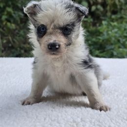 Toast - Blue merle male Border Collie puppy in East Brady, Pennsylvania from Riverwood