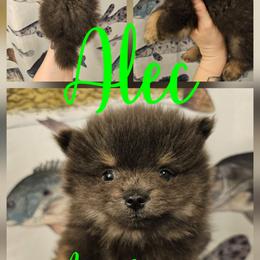 Alec - Blue and tan male Pomeranian puppy in Indianola, Iowa from Argetsinger Poms