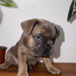 French Bulldog Puppies from Frenchies That